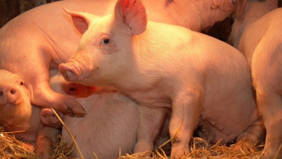 Lekarze Państwowego Inspektoratu Weterynarii muszą sprawdzić wszystkie gospodarstwa pod kątem zachowania warunków bioasekuracji. Fot. freeimages.com