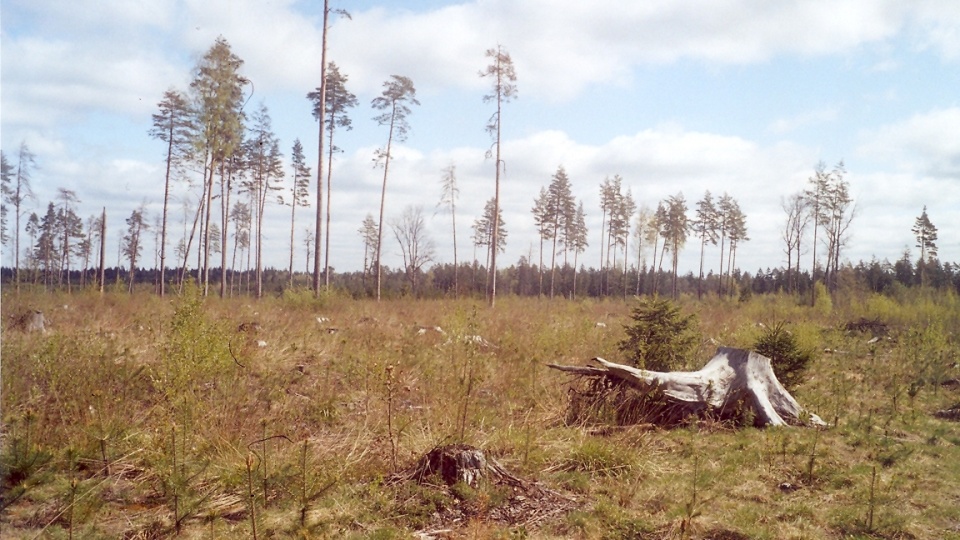 Zrąb w okolicach Białowieży. Fot. Juan de Vojníkov/Wikipedia