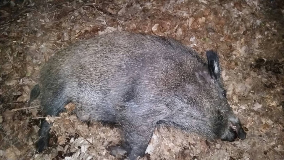 Nieco ponad sto dzików ma być odstrzelonych w województwie kujawsko-pomorskim w ramach ochrony przed rozprzestrzeniającą się epidemią ASF czyli afrykańskiego pomoru świń. Fot. Archiwum