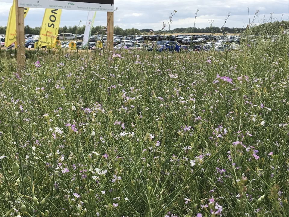 Targi Rolno-Przemysłowe AGRO-TECH w Minikowie/fot. Tomasz Kaźmierski