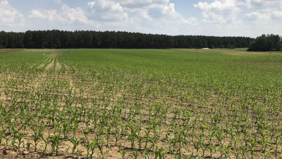 Najwięcej szkód w zbożach w naszym regionie susza wyrządziła na Pałukach/fot. Archiwum