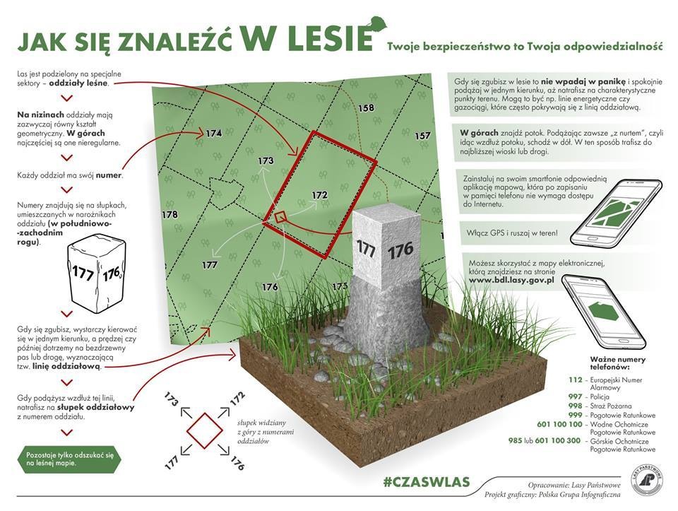 Słupki są rozstawione w lesie bardzo regularnie. Grafika Lasy Państwowe