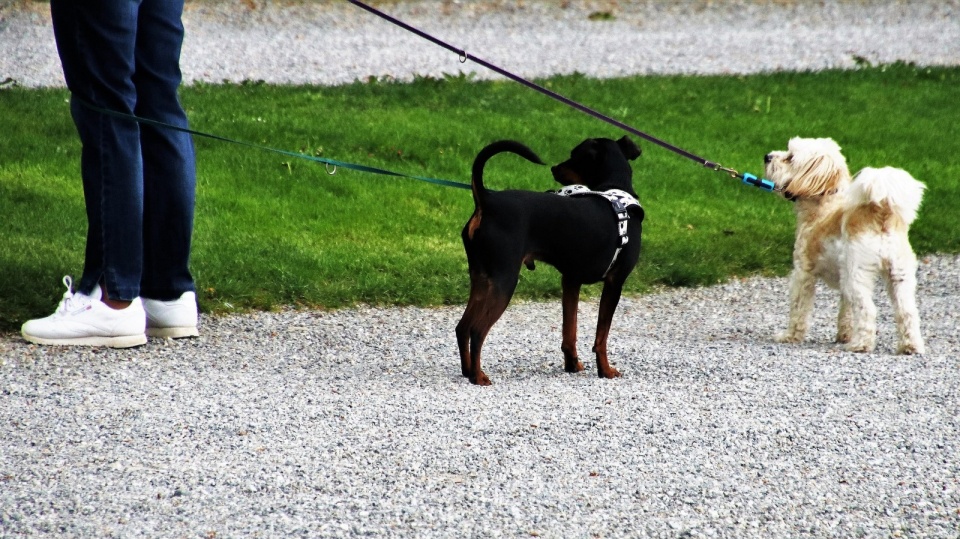Opiekunowie psów, którzy "sumiennie wywiązują się z obowiązków", otrzymają m.in. przypinkę do psiej obroży z hasłem "Mój pan dba o nasz fyrtel". Fot. Pixabay.com