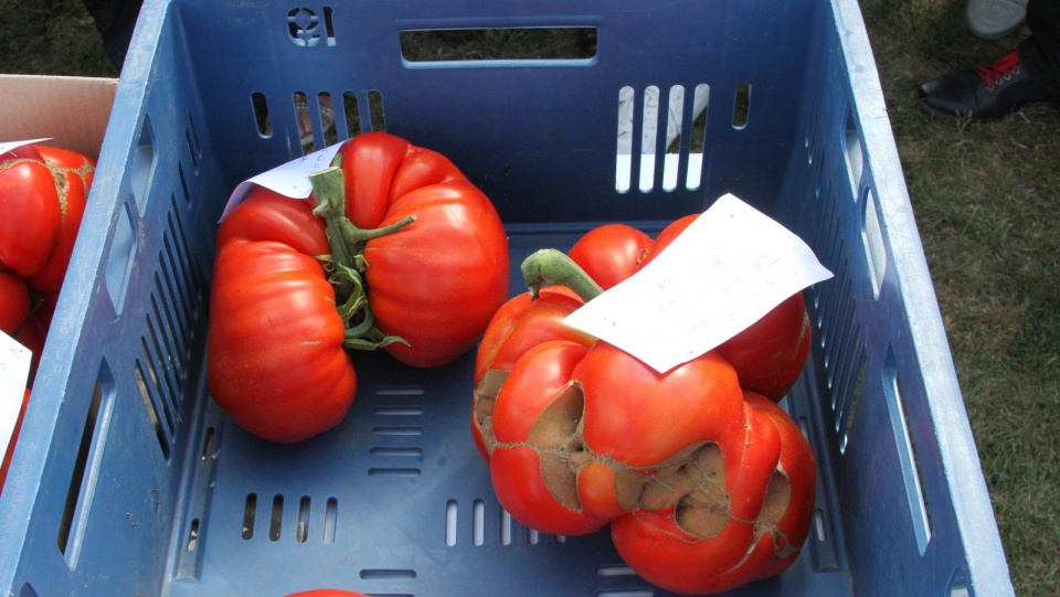 Wieeeelkie pomidory! Fot. Jerzy Kaźmierczak