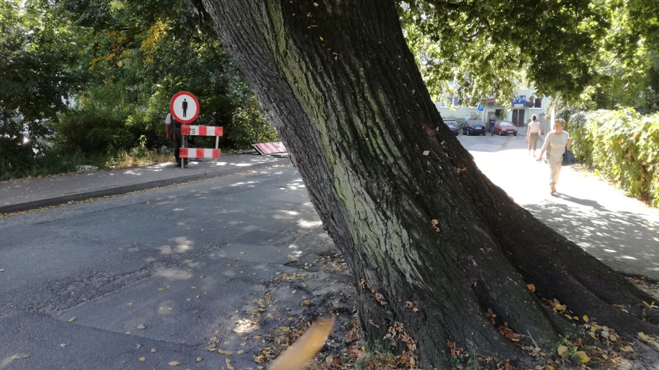 Istnieje obawa, że drzewo się przewróci. Fot. Michał Zaręba