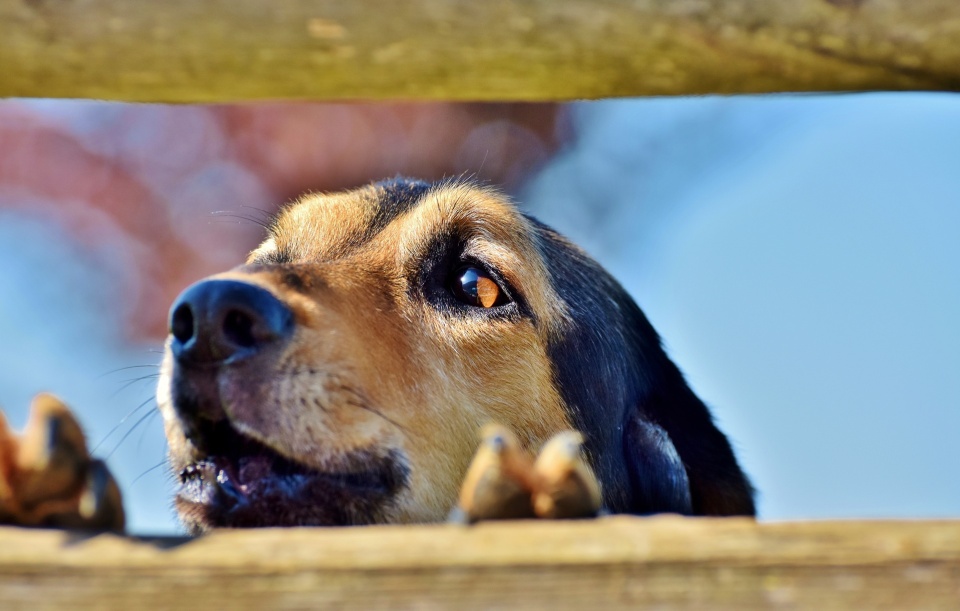 Wierzenia ludowe, które mówią, że zwierzęta mówią ludzkim głosem spotykamy w wielu podaniach, legendach czy tradycjach. Fot. Pixabay.com