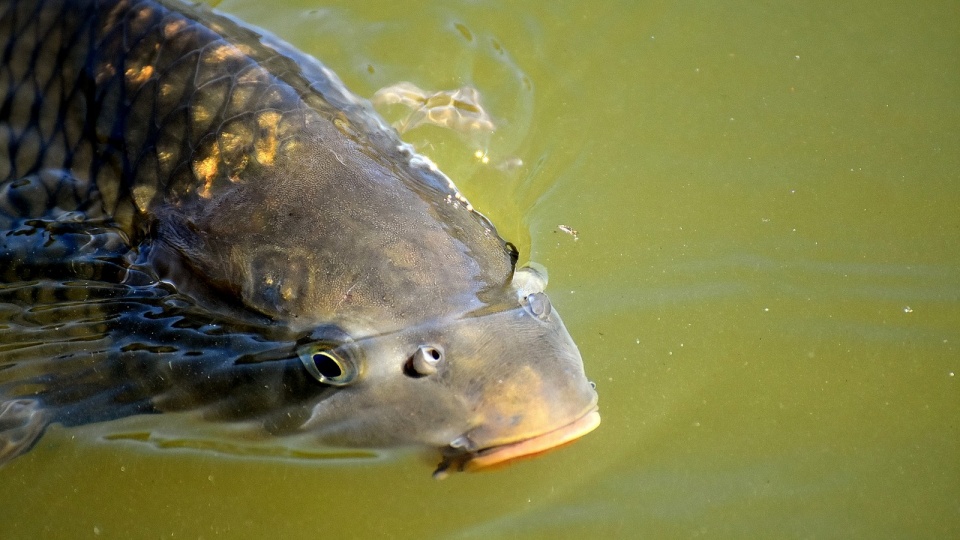 Na ziemiach polskich karp pojawił się w XII wieku za sprawą czeskich cystersów. Fot. Pixabay.com