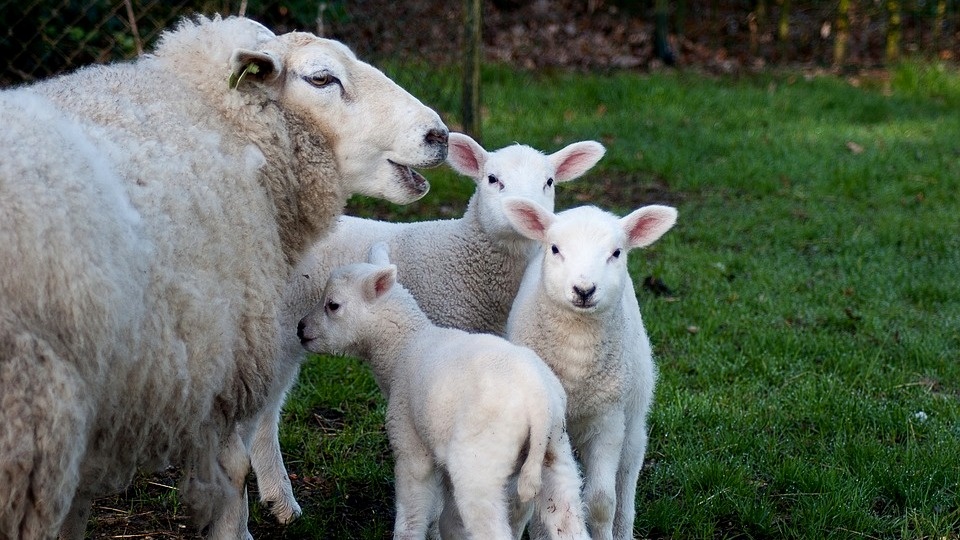 Czy sumienie nie dało spokoju złodziejowi owieczek? Fot. ilustracyjne/pixabay.com