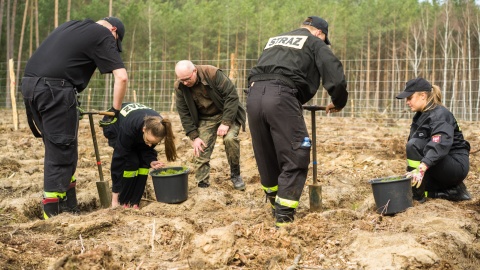 W Nadleśnictwie Szubin na zalesienie czekają 3 tysiące hektarów. Pomoc wolontariuszy jest więc niezbędna. Fot. Paweł Dobies