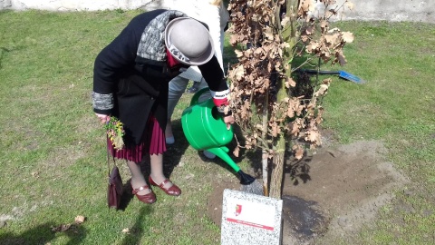 W Szubinie z inicjatywy Muzeum Ziemi Szubińskiej w ramach Programu Edukacyjnego "Katyń - ocalić od zapomnienia" posadzono Dąb Pamięci. Fot. Tomasz Gronet