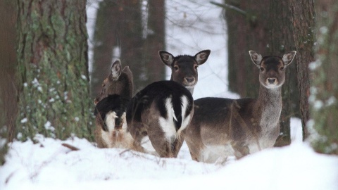 Wyrusz na bezkrwawe łowy. Czekają nagrody