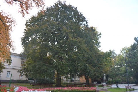 Na cześć Marka i Gabrieli rosną w Bydgoszczy te drzewa
