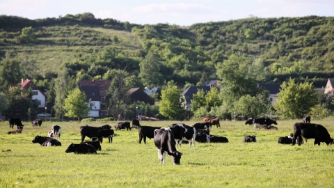 Ardanowski: krowy z Deszczna nie trafią do uboju, będą odizolowane