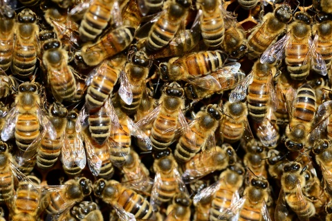 Święto pszczół i pszczelarzy, pomimo trudnego roku. Miodu jest mniej