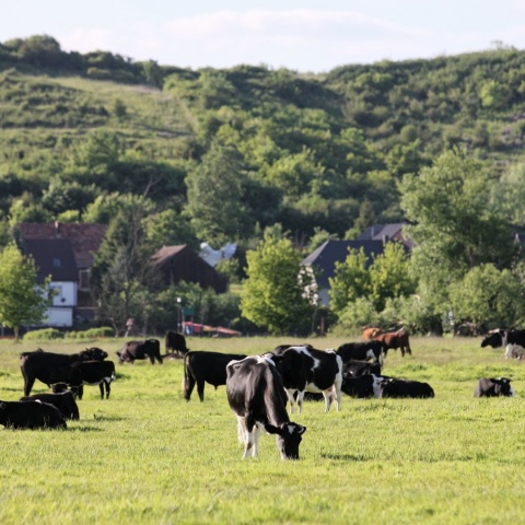 Ardanowski: krowy z Deszczna nie trafią do uboju, będą odizolowane