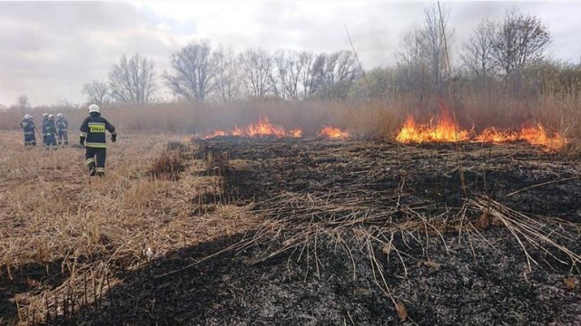 Palą się trzciny nad Gopłem. Pożary zagrażają siedliskom żurawi