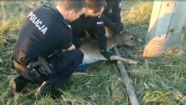 Daniel w pułapce, z siatką owiniętą wokół szyi. Uwolnili go policjanci [wideo]