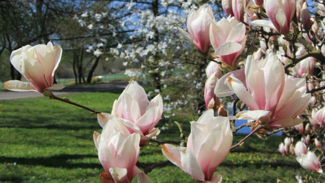 Ogród Botaniczny rozkwita na wiosnę. Niespodzianki na spacerze