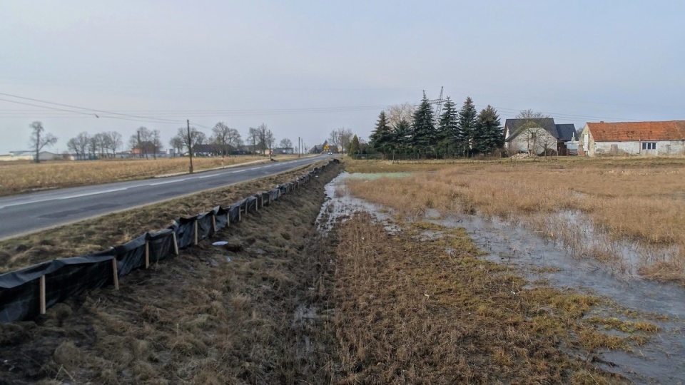 Przyrodnicy każdego roku dbają o to, by płazy bezpiecznie dotarły do swoich siedlisk. Dlatego na odcinku prawie 500 metrów ustawione są specjalne bariery, płotki. Na drewnianych palikach rozciągnięta jest siatka herpetologiczna/fot. Towarzystwo Przyrodnicze Kawka