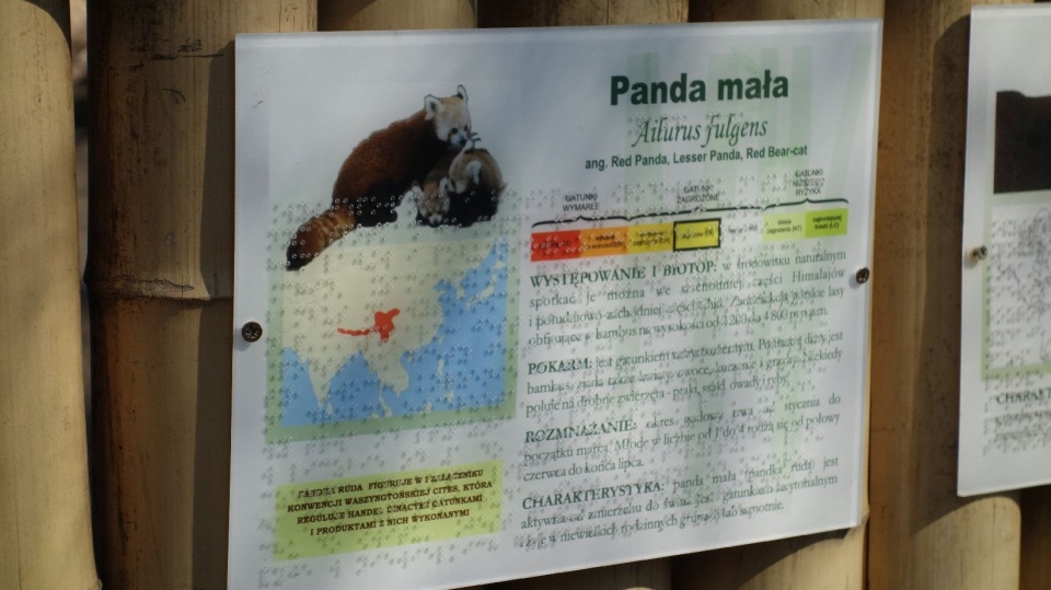 Panda mała zwana jest też rudą. Fot. Michał Zaręba