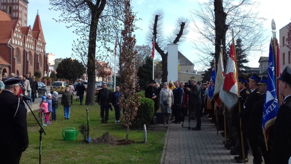 W Szubinie z inicjatywy Muzeum Ziemi Szubińskiej w ramach Programu Edukacyjnego "Katyń - ocalić od zapomnienia" posadzono Dąb Pamięci. Fot. Tomasz Gronet