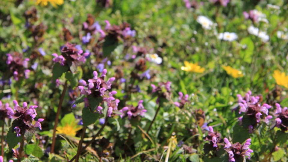 Kwietna łąka (jasnota purpurowa, mniszek lekarski i stokrotki), Ogród Botaniczny w Myślęcinku/fot. materiały LPKiP