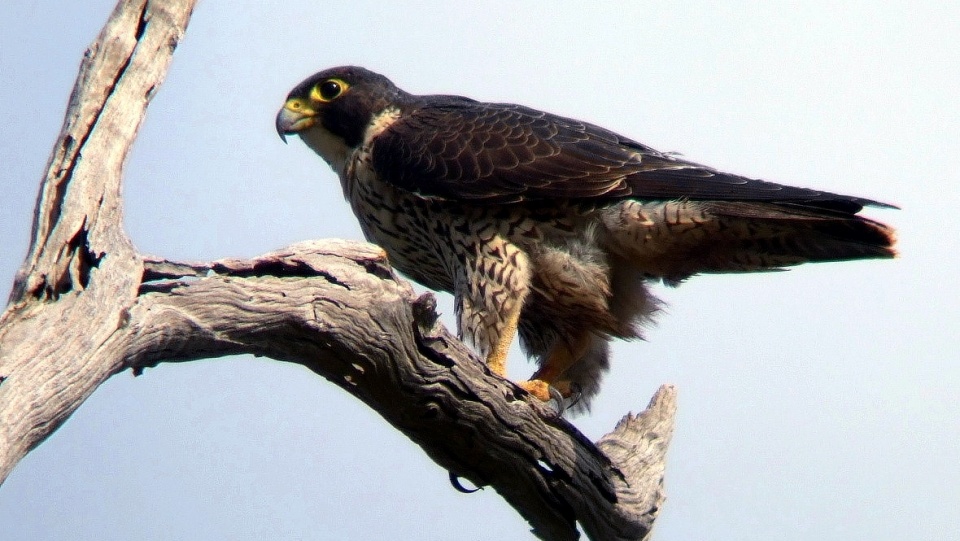 Podgatunek Falco peregrinus macropus w Australii/fot. Wikipedia