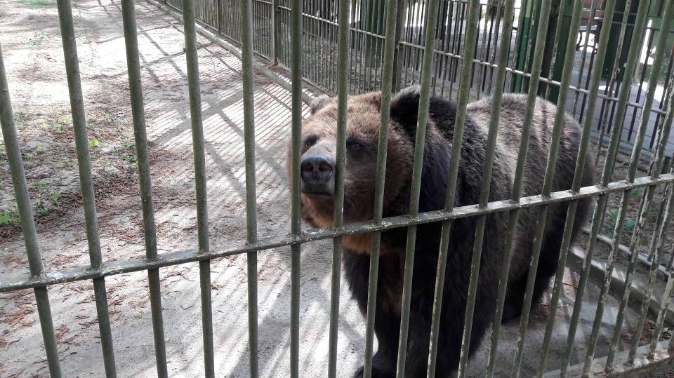 W myślęcińskim zoo mieszkają dwie samice. Fot. Tatiana Adonis