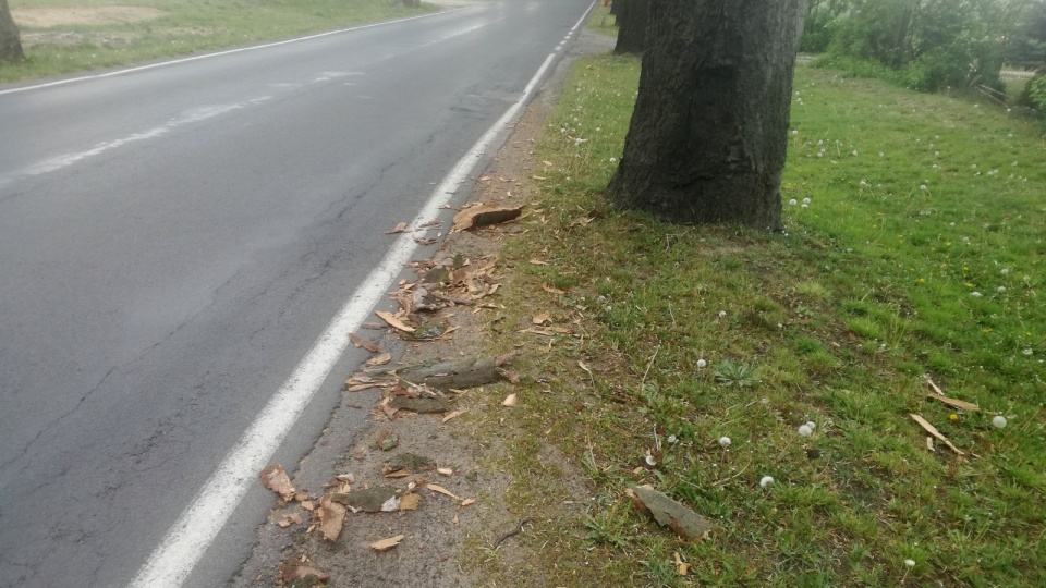Uschnięte gałęzie klonów przy drodze powiatowej Laskowice - Błądzim. Fot. Marcin Doliński