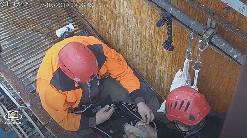 Toruńskie sokolątka mają już obrączki./fot. PGE Toruń