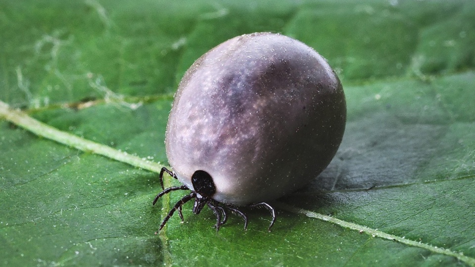 Po ugryzieniu przez kleszcza można zachorować m.in. na boreliozę/fot. Pixabay