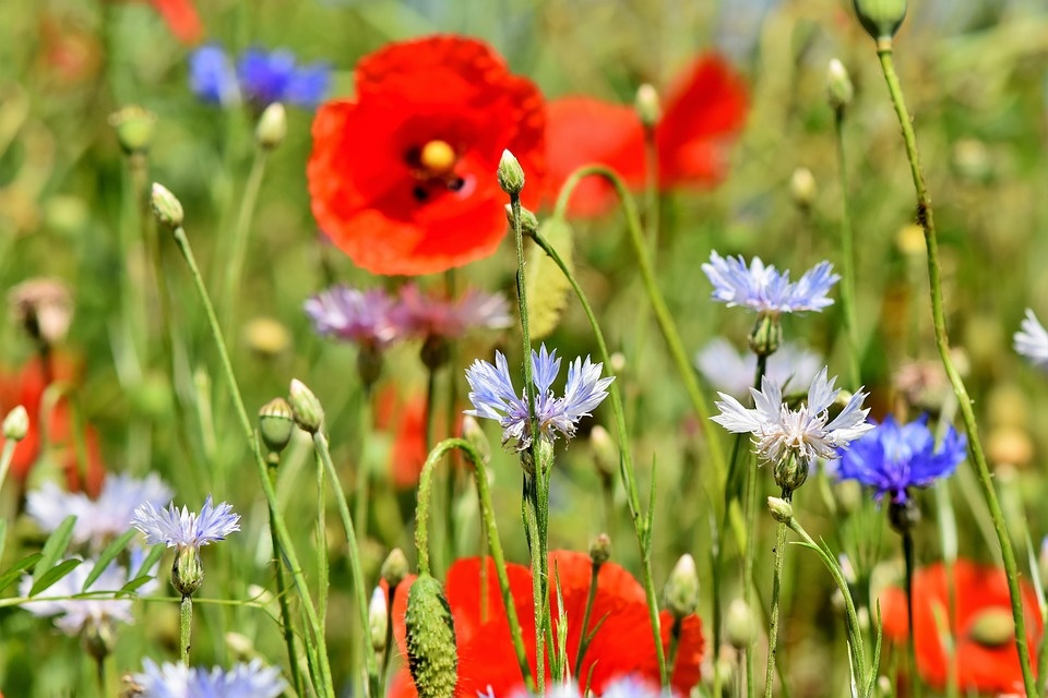 Łąka kwietna wyrośnie na Szwederowie. Nie sama, posieją ją bydgoszczanie./fot. Pixabay