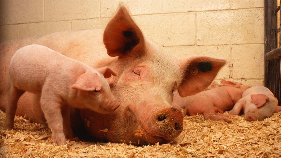 Kujawsko-pomorscy rolnicy mogą ubiegać się o pieniądze na zabezpieczenia przed afrykańskim pomorem świń (ASF). Fot. Pixabay.com