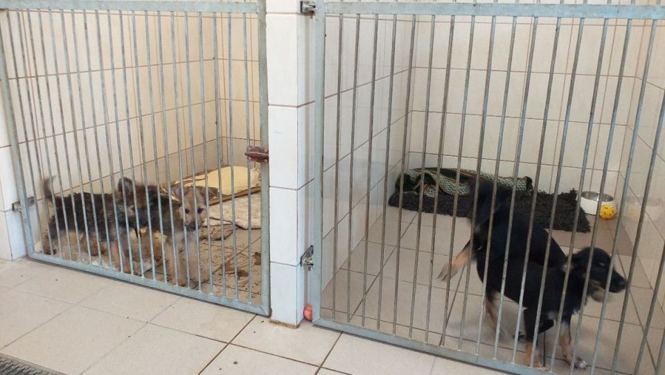 W toruńskim schronisku dla zwierząt mieszka mnóstwo szczeniaków./fot. Adriana Andrzejewska