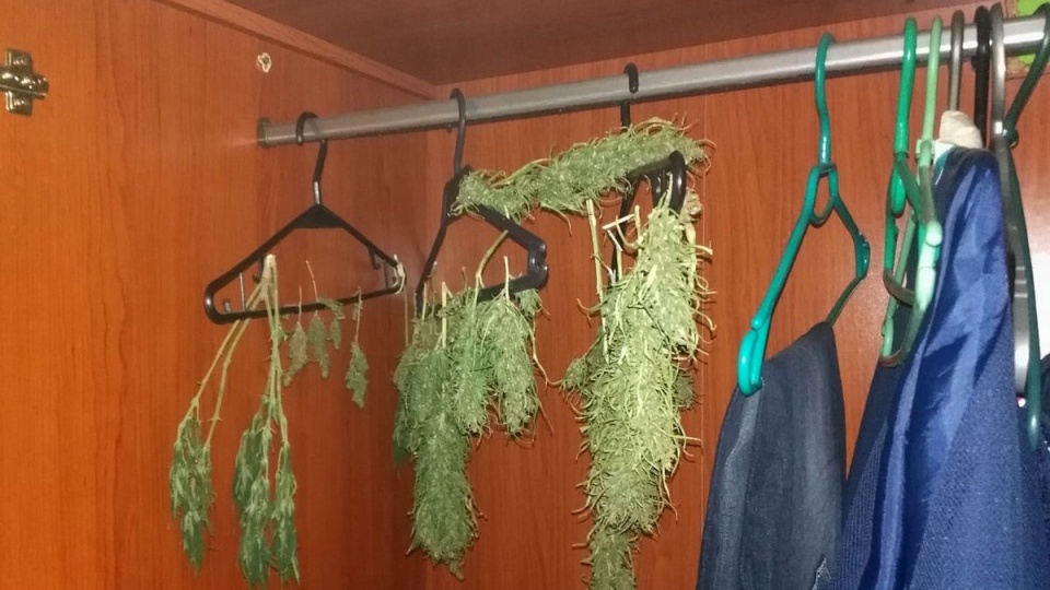 W szafie ubraniowej stojącej w pokoju kryminalni ujawnili wiszące kwiatostany ziela konopi indyjskich. Fot. Policja