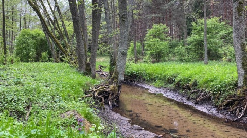 Wycieczka nad Kotomierzankę. Fot. Tomasz Kaźmierski