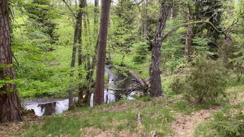 Wycieczka nad Kotomierzankę. Fot. Tomasz Kaźmierski