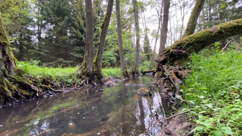 Wycieczka nad Kotomierzankę. Fot. Tomasz Kaźmierski