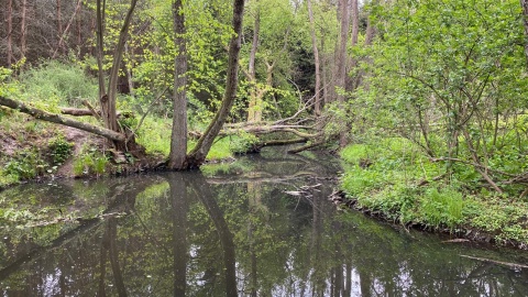 Wycieczka nad Kotomierzankę. Fot. Tomasz Kaźmierski