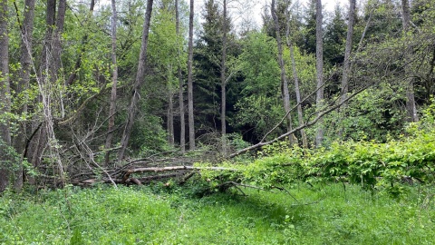 Wycieczka nad Kotomierzankę. Fot. Tomasz Kaźmierski