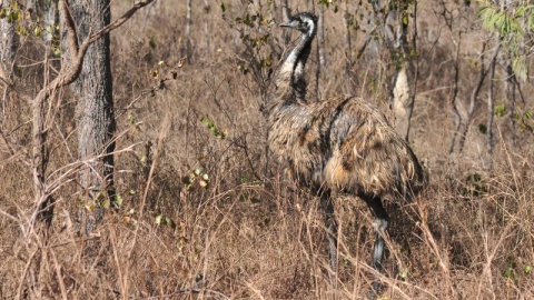 Emu w buszu, Queensland. Jedna z prac na wystawie pt. „W krainie Aborygenów”. Fot. Radosław Kożuszek