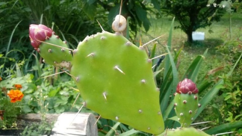 Ogród Botaniczny UKW./fot. Jarosław Mikietyński