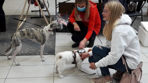 To impreza skierowana do miłośników psów i kotów. W Bydgoszczy trwają PupiLove Targi. Fot. Tatiana Adonis