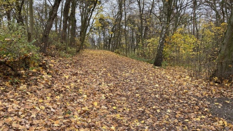 Rowerowe szaleństwo w Świeciu nad Wisłą nazywa się Czarna Woda Singletrack. Fot. Tomasz Kaźmierski