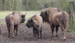 Spotkania ze zwierzętami, darmowy wstęp do zoo. Wyjątkowy dzień w Myślęcinku