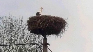 Są bociany w bydgoskim Łęgnowie. Czy to już wiosna