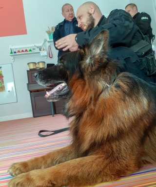 Boss, Harry i Taj przeszli na emeryturę. Mieli nosa do policyjnych śledztw [zdjęcia]