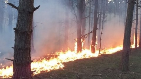 Wielki pożar lasu w Fordonie - tym żyła Bydgoszcz rok temu [galeria, wideo]