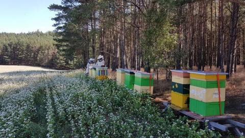 Leśnicy kochają pszczoły W regionalnych lasach powstaje coraz więcej barci [galeria]