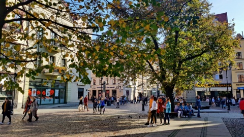 Zieleni ma być w centrum miasta jak najwięcej. Nowy program w Toruniu